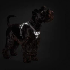 Neue Veröffentlichungen -Trixi Haustier Geschaft 7021931m06hunter geschirr divo reflect anwendung1 7021932