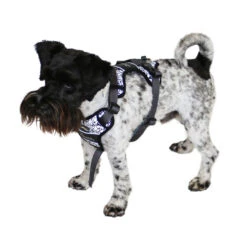 Hunter Hundegeschirr Divo Reflect 11 Hunter Hundegeschirr Divo Reflect -Trixi Haustier Geschaft 7021931m072hunter geschirr divo reflect anwendung zwergschnauzer 7021932