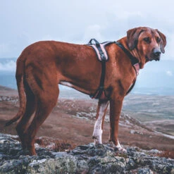 Non-Stop Dogwear Ultra Harness Geschirr 9 Non-Stop Dogwear Ultra Harness Geschirr -Trixi Haustier Geschaft 7022108071nonsptop dogware ultra harness anwendung2 7022108BeQEwjrj7EHxt