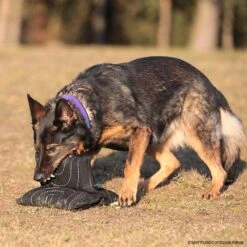 Sporthund Triple Star Kissen -Trixi Haustier Geschaft 733420807sporthund triplestarkissen 7334208 dhs16zlEzzWqC3Atb