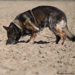Böttcher Suchgeschirr 7 Böttcher Suchgeschirr -Trixi Haustier Geschaft boettcher suchgeschirr 7260800 img 9374EpexUxkPpWUtk