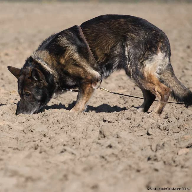 Böttcher Suchgeschirr 5 Böttcher Suchgeschirr – Bild 3