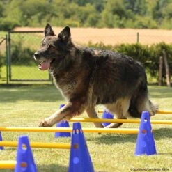 Cavaletti Steckhürden Set Für Hunde -Trixi Haustier Geschaft cavaletti p4dc8940 7854051YexlqWyeNzYsn