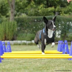 Cavaletti Steckhürden Set Für Hunde -Trixi Haustier Geschaft cavaletti p4dc9149 7854051