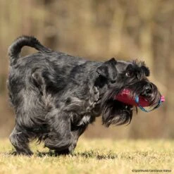 FreshLine Mini Bestätigungskissen -Trixi Haustier Geschaft freshline mini bestaetigungskissen p4dc4930 7425030