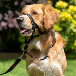 Original Halti Headcollar 7 Original Halti Headcollar -Trixi Haustier Geschaft halti headcollar anwendung 7473499m