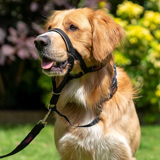 Original Halti Headcollar 5 Original Halti Headcollar – Bild 3