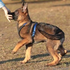 Niggeloh Geschirr Follow START 7 Niggeloh Geschirr Follow START -Trixi Haustier Geschaft niggeloh followstart p4dc4236 7017109