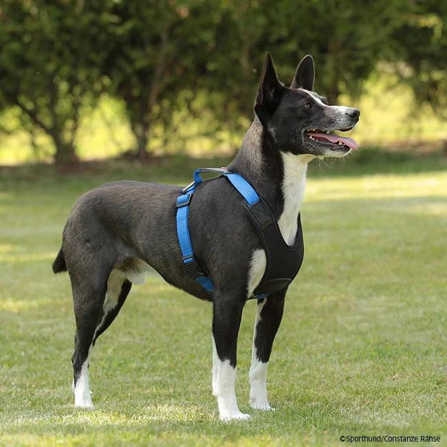 Niggeloh Geschirr Follow START 4 Niggeloh Geschirr Follow START – Bild 2