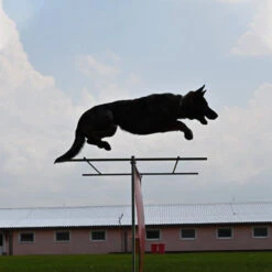 Sporthund Hürdenaufsatz -Trixi Haustier Geschaft sporthund huerdenaufsatz erweiterung hund 7355031UbOBnR8LB22N9