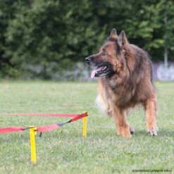 Longierset DeLuxe Basisset -Trixi Haustier Geschaft sporthund longiersetdeluxe p4dc1367 7860015uYI6hJobgS3WF