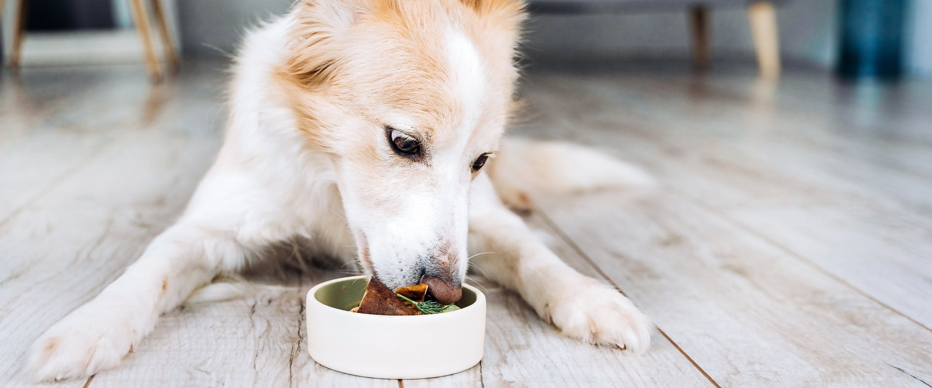 Trixi Haustier Geschaft -Trixi Haustier Geschaft Zx 1uq8jQArTz6HM blandfoodfordog