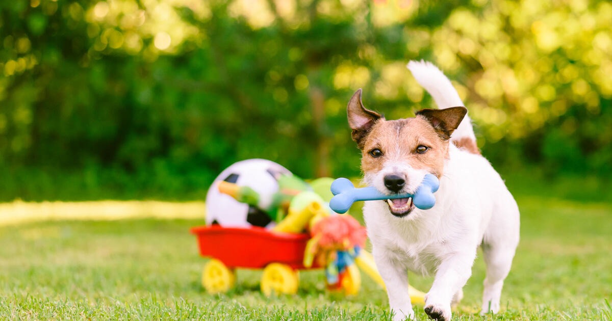 Trixi Haustier Geschaft -Trixi Haustier Geschaft hund hundespielzeug garten 10512